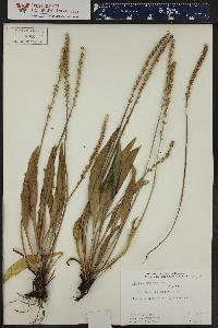 Plantago eriopoda image