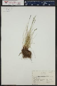 Festuca brachyphylla image