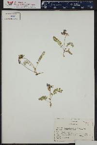 Astragalus alpinus image