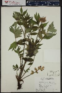 Hydrophyllum fendleri image