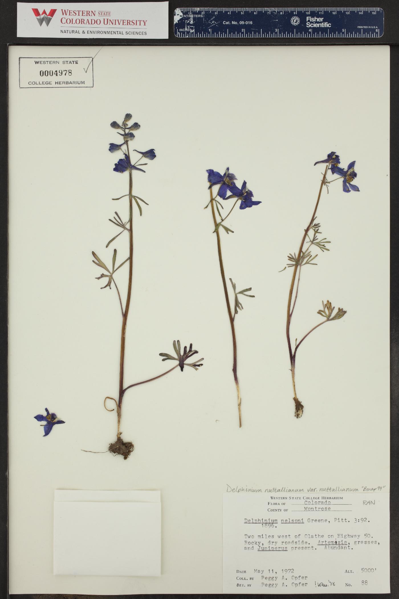 Delphinium nuttallianum var. nuttallianum image