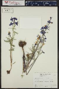 Delphinium nuttallianum image