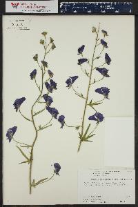 Aconitum columbianum image