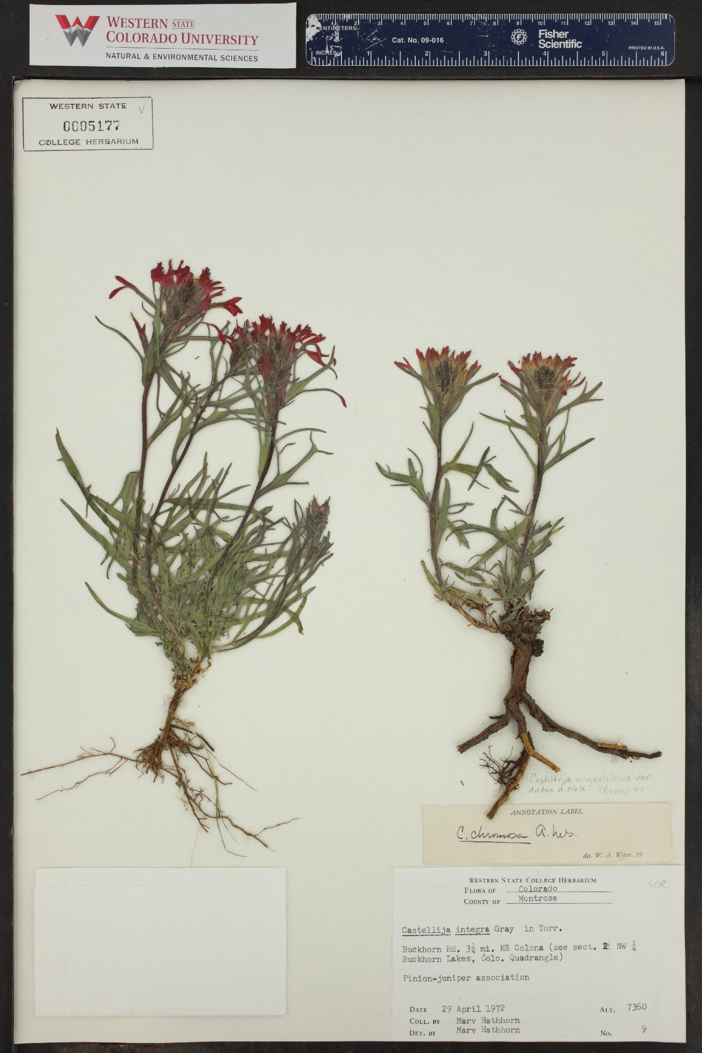 Castilleja angustifolia var. dubia image