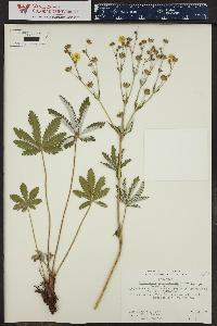 Potentilla pulcherrima image