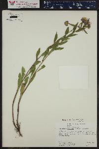 Penstemon unilateralis image