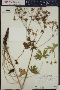 Geranium richardsonii image