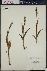 Platanthera hyperborea image