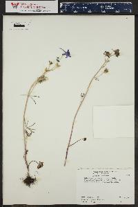 Delphinium nuttallianum image