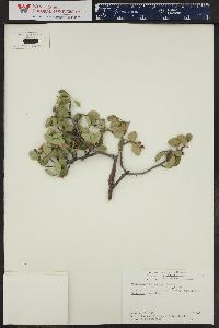 Amelanchier utahensis image