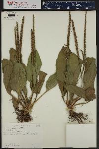 Plantago major image