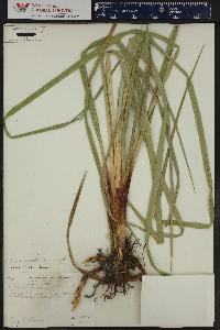 Carex nebrascensis image