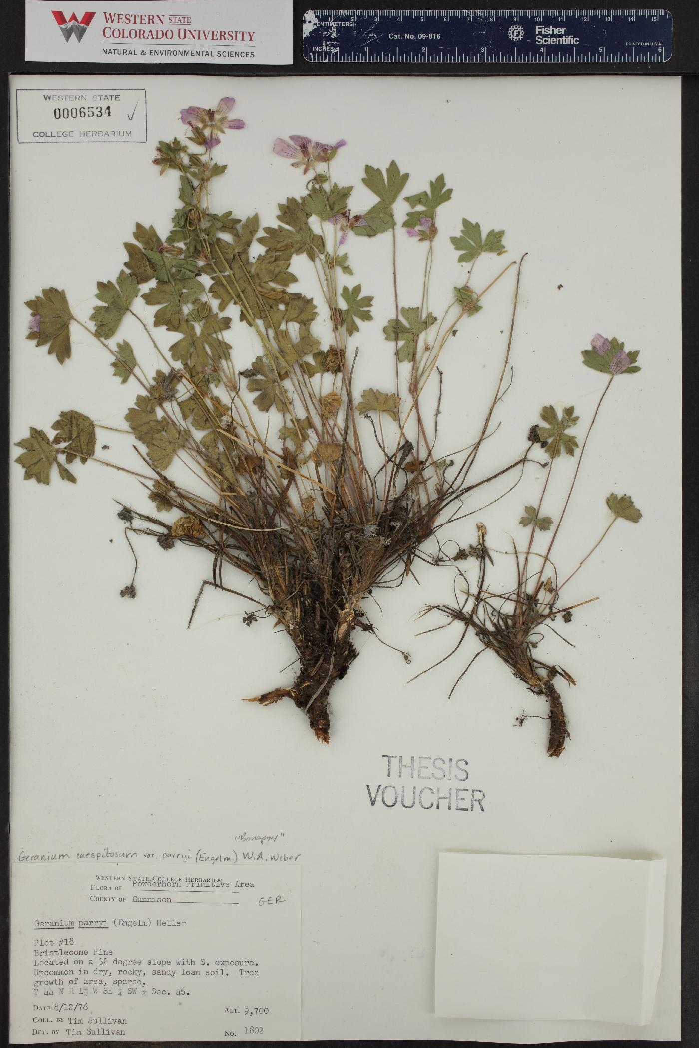 Geranium caespitosum var. parryi image