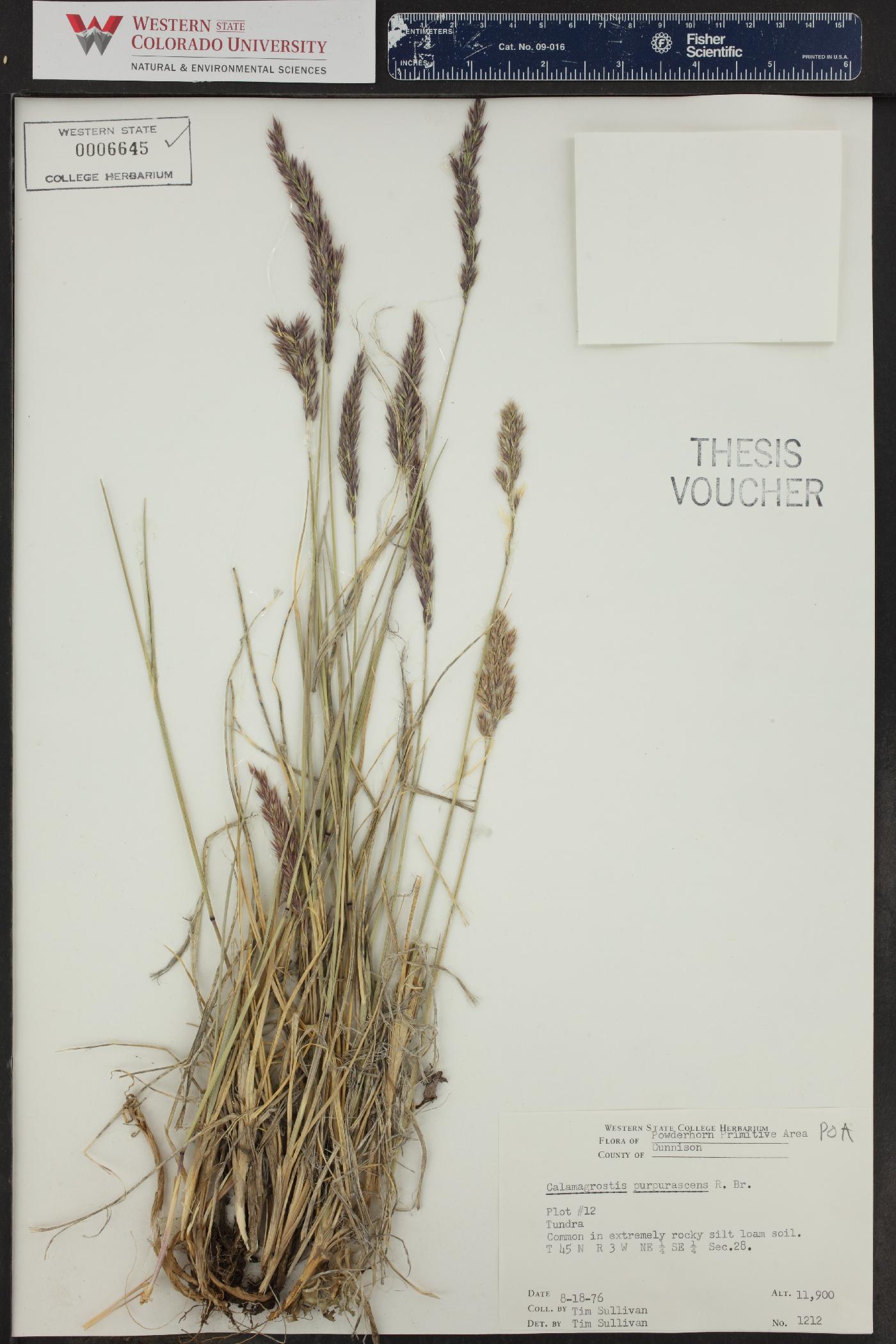Calamagrostis purpurascens image