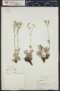 Potentilla concinna image