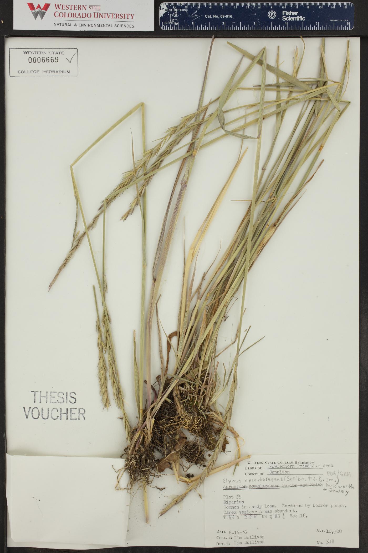 Elymus x pseudorepens image