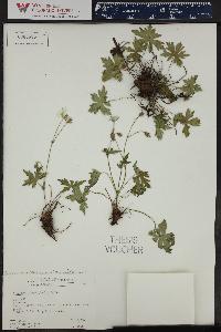 Geranium caespitosum var. parryi image