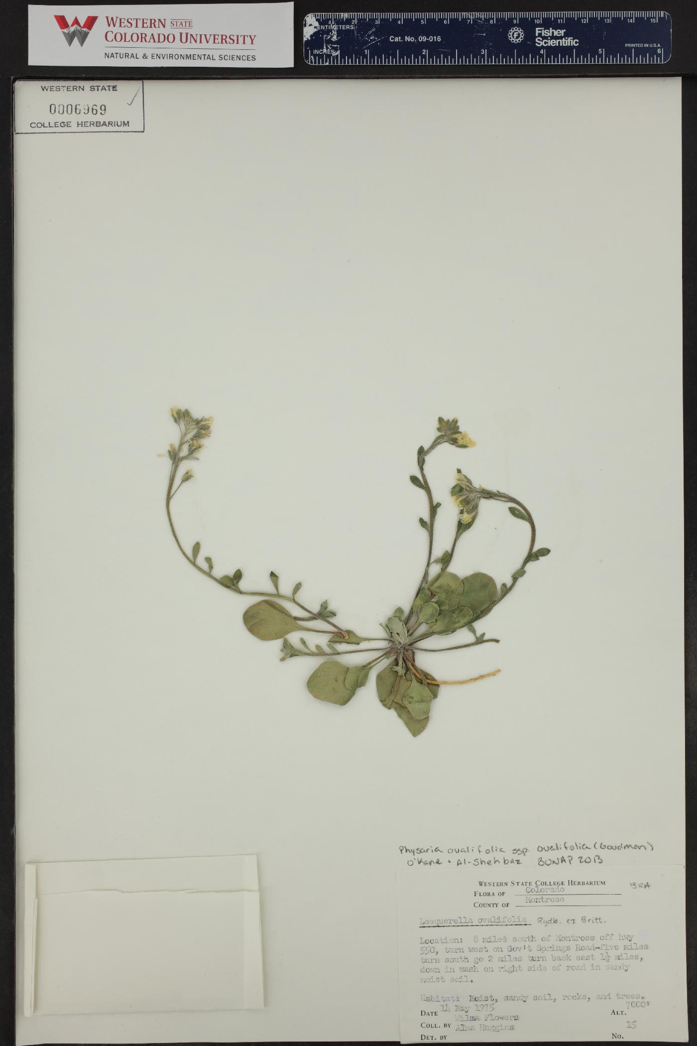 Physaria ovalifolia image