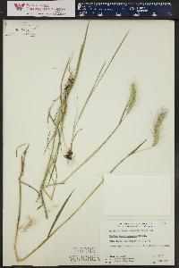 Hordeum brachyantherum image