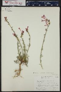 Astragalus convallarius var. convallarius image