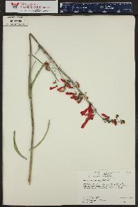 Penstemon eatonii image