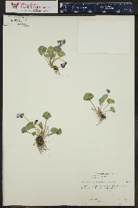 Viola nephrophylla image