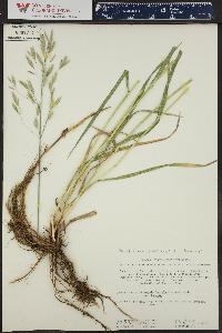 Bromus inermis var. inermis image