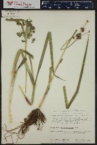 Scirpus microcarpus image