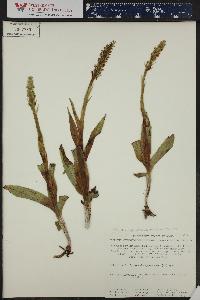 Platanthera hyperborea image