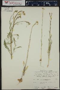 Sisymbrium altissimum image