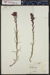 Castilleja rhexiifolia image