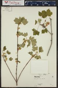 Acer glabrum image