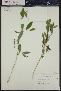 Lathyrus lanszwertii image