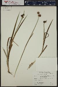 Juncus tracyi image