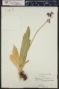 Muhlenbergia asperifolia image