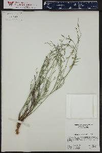 Astragalus multiflorus image