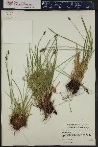 Carex norvegica subsp. stevenii image