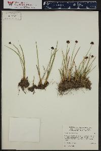 Juncus mertensianus image