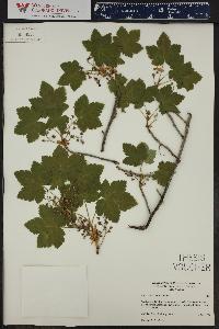 Ribes laxiflorum image