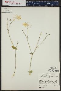 Aquilegia micrantha image