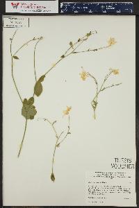 Aquilegia micrantha image