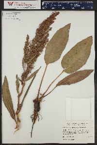 Rumex occidentalis image