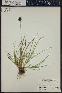 Carex ebenea image