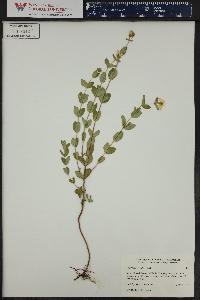 Hypericum scouleri image