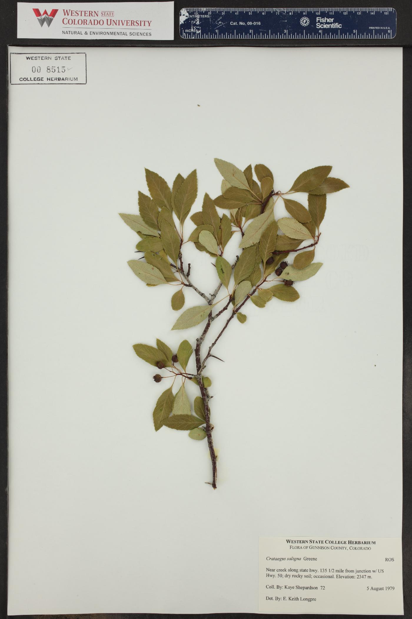 Crataegus saligna image