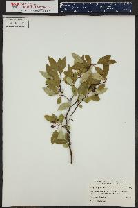 Crataegus saligna image