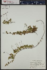 Linnaea borealis subsp. longiflora image