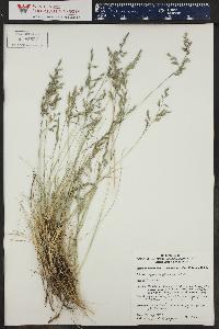 Festuca idahoensis image