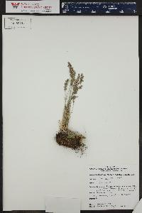 Poa glauca image