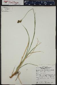 Carex chalciolepis image